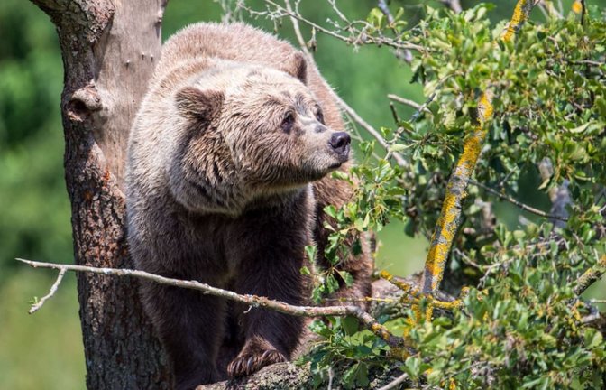 Im Allgäu könnte wieder ein Braunbär unterwegs sein. (Symbolbild)<span class='image-autor'>Lino Mirgeler/dpa</span>