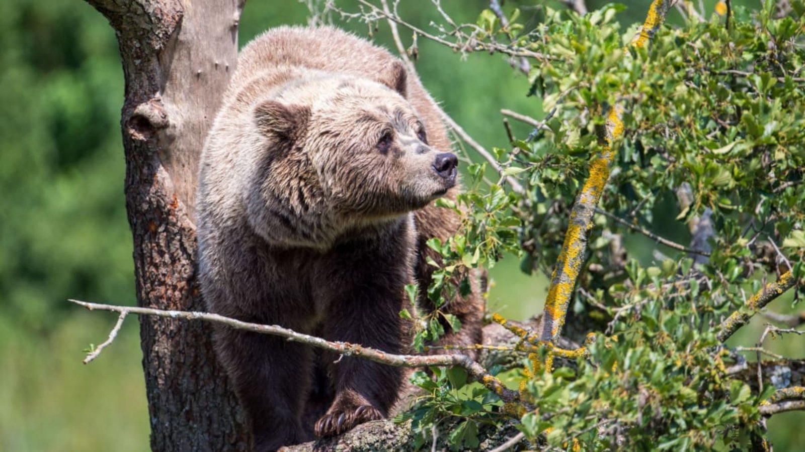 Im Allgäu könnte wieder ein Braunbär unterwegs sein. (Symbolbild)Lino Mirgeler/dpa Im Allgäu könnte wieder ein Braunbär unterwegs sein. (Symbolbild)Lino Mirgeler/dpa