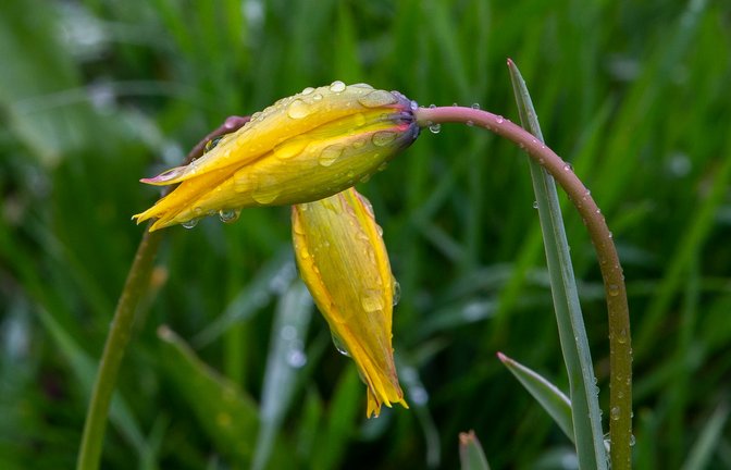 Zwei Exemplare der seltenen Weinberg-Tulpe im Ochsenbacher Weinberg.  <span class='image-autor'>Foto: Oliver Bürkle</span>