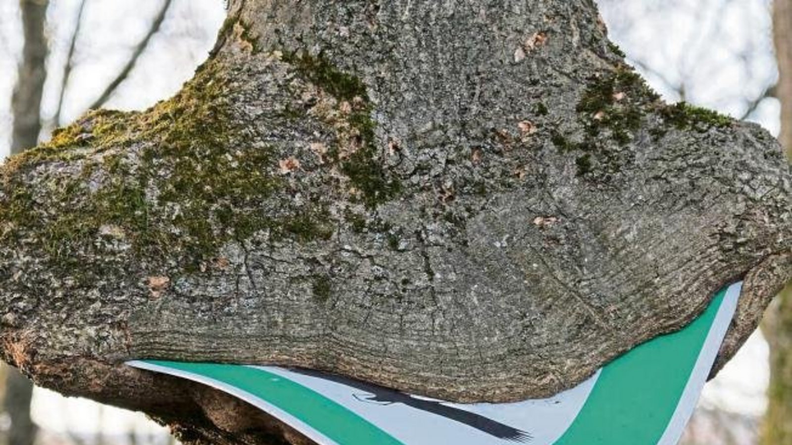 „Bei meiner Wanderung rund um Gündelbach fiel mir dieser Baum auf. Ich nannte ihn ganz einfach Breitmaulbaum“, schreibt unser Leser Rudi Thalhäuser und schickt uns dieses Bild. „Bei meiner Wanderung rund um Gündelbach fiel mir dieser Baum auf. Ich nannte ihn ganz einfach Breitmaulbaum“, schreibt unser Leser Rudi Thalhäuser und schickt uns dieses Bild.