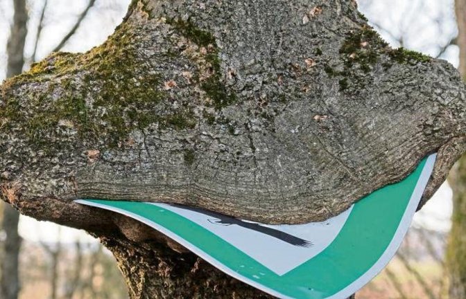 „Bei meiner Wanderung rund um Gündelbach fiel mir dieser Baum auf. Ich nannte ihn ganz einfach Breitmaulbaum“, schreibt unser Leser Rudi Thalhäuser und schickt uns dieses Bild.