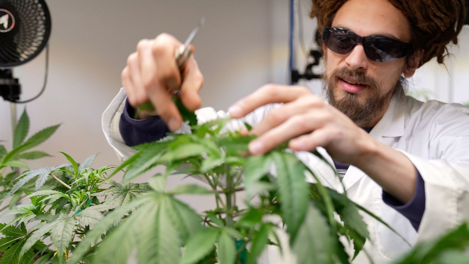 25 Anbauvereine für Cannabis haben in Baden-Württemberg bislang eine Genehmigung erhalten. (Archivbild)Foto: epd/Matthias Papst