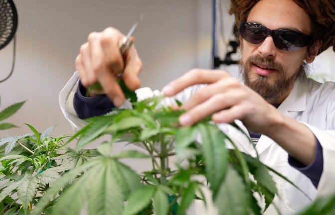 25 Anbauvereine für Cannabis haben in Baden-Württemberg bislang eine Genehmigung erhalten. (Archivbild)<span class='image-autor'>Foto: epd/Matthias Papst</span>