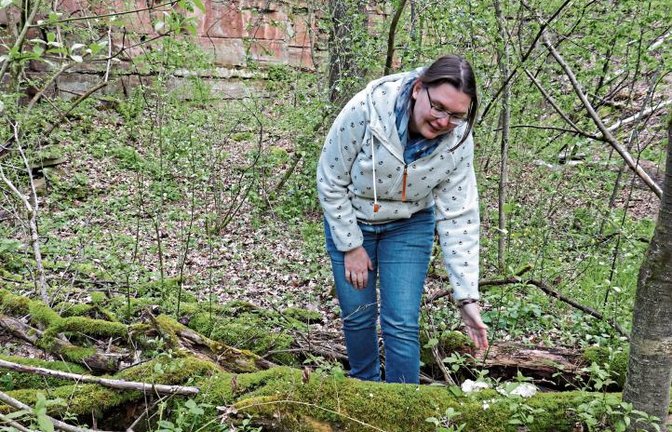Moosteppiche, ungewöhnliche Baumpilze und ein kleines Biotop warten im Steinbruch auf Entdeckung.