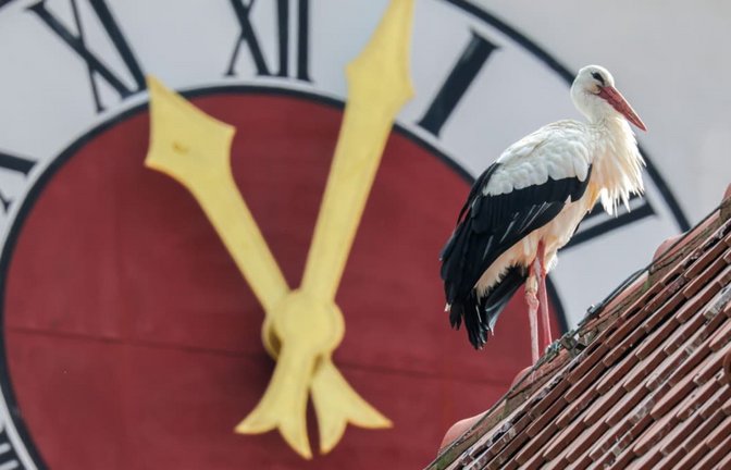 Ein Storch steht vor der Kirchturmuhr der Pfarrkirche St. Georg.<span class='image-autor'>Thomas Warnack/dpa</span>