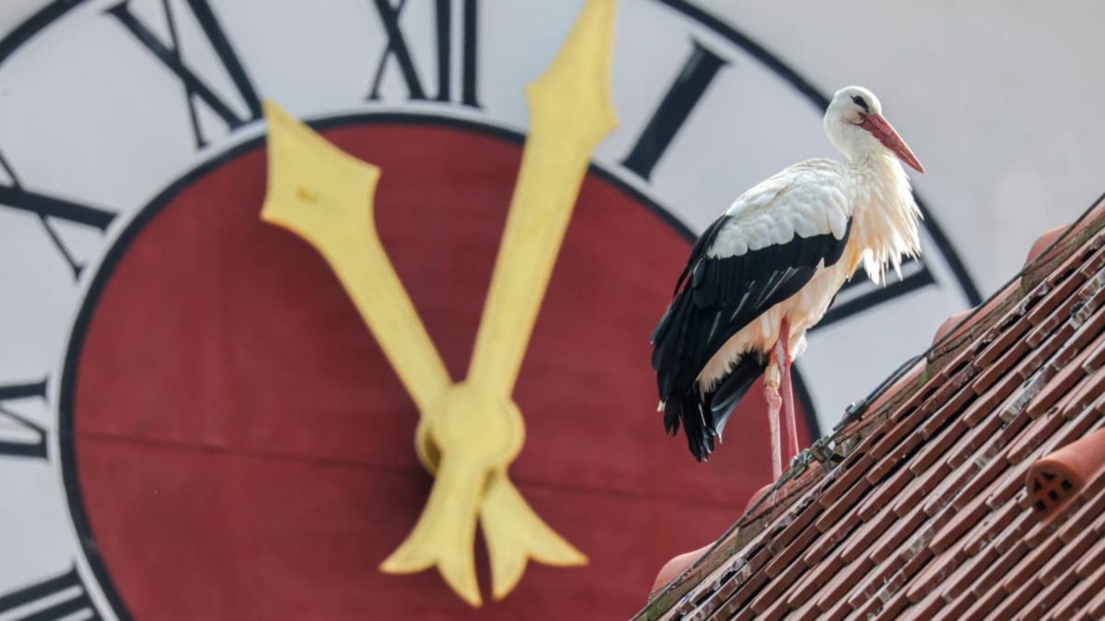 Ein Storch steht vor der Kirchturmuhr der Pfarrkirche St. Georg.Thomas Warnack/dpa Ein Storch steht vor der Kirchturmuhr der Pfarrkirche St. Georg.Thomas Warnack/dpa