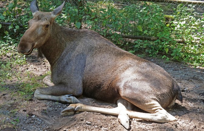 Entspannt, aber auf seine Freiräume bedacht: Der Elch ist das Tier mit der höchsten Körperhöhe im Wildpark und als Patentier beliebt. <span class='image-autor'>Foto: Friedrich</span>
