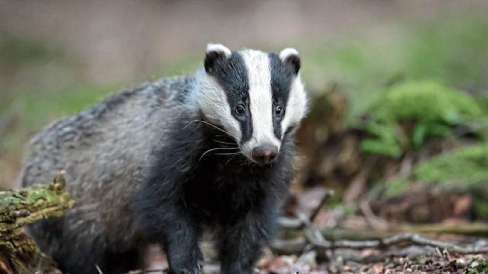 Dachse und ihre beeindruckenden unterirdischen Bauten, vor denen die charakteristischen Rutschrinnen zu sehen sind, sind das Spezialgebiet von Naturparkführerin Ute Klink. Fotos: p Dachse und ihre beeindruckenden unterirdischen Bauten, vor denen die charakteristischen Rutschrinnen zu sehen sind, sind das Spezialgebiet von Naturparkführerin Ute Klink. Fotos: p