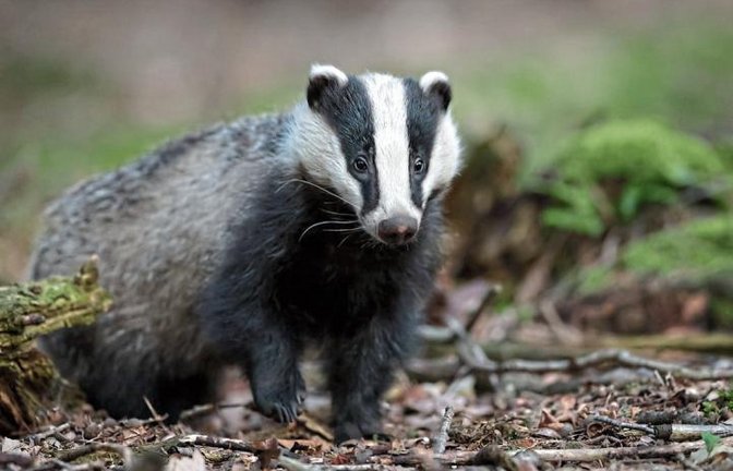 Dachse und ihre beeindruckenden unterirdischen Bauten, vor denen die charakteristischen Rutschrinnen zu sehen sind, sind das Spezialgebiet von Naturparkführerin Ute Klink.  Fotos: p