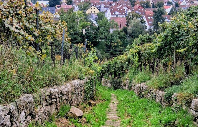 Besigheim Himmelsleiter Weinberg Stäffele Weinbau Fachwerk Altstadt Deutschlands schönster Weinort. Foto: Kauer