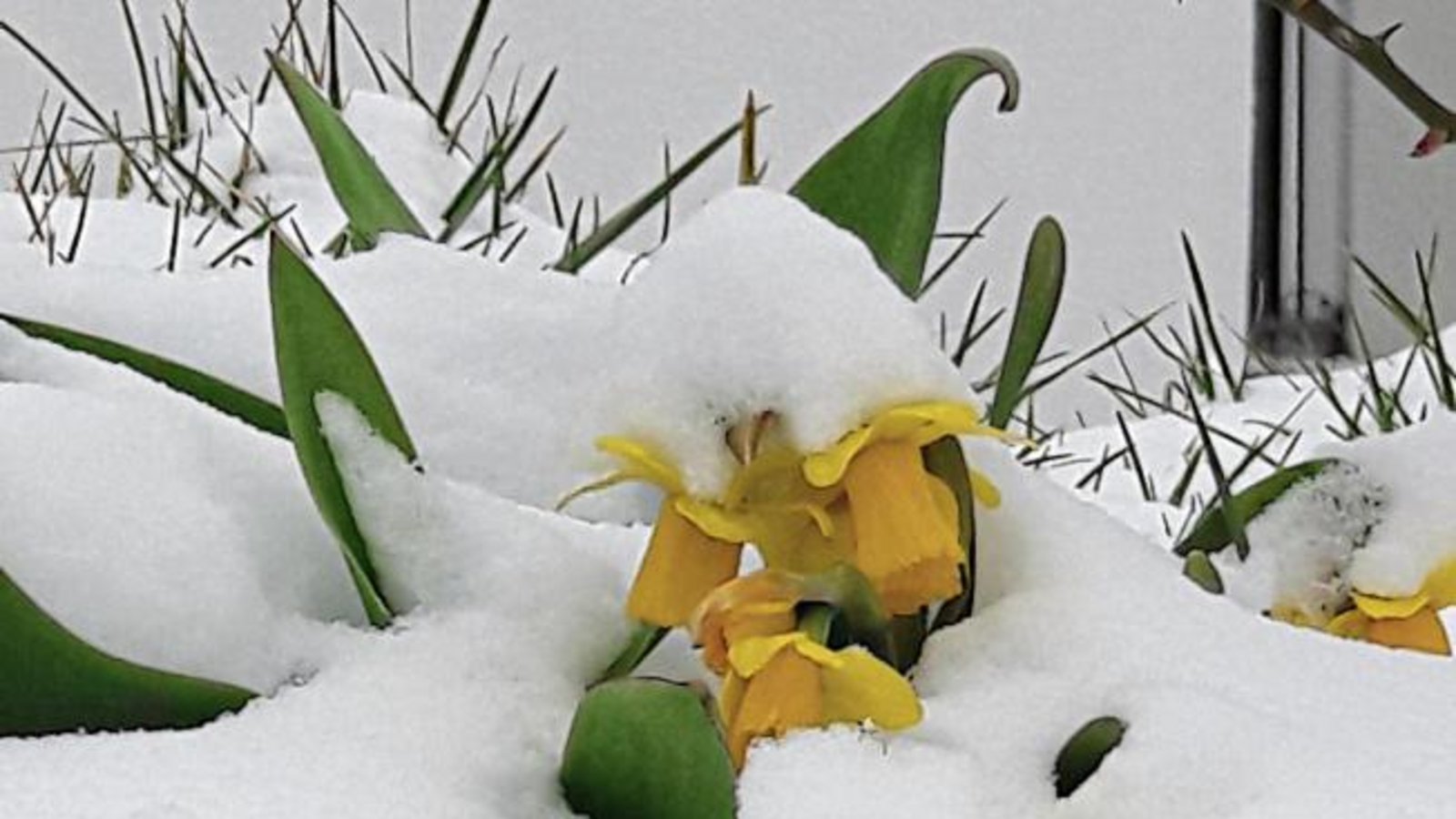 Weiße Pracht am Sonntag: Kleine Osterglocken werden vom Schnee unterdrückt. sr