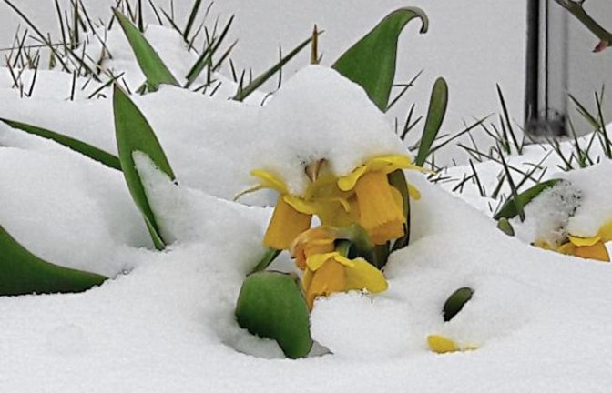 Weiße Pracht am Sonntag: Kleine Osterglocken werden vom Schnee unterdrückt. sr