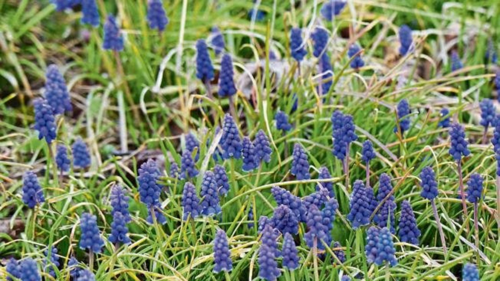 Rudi Thalhäuser hat in Gündelbach Weinbergs-Traubenhyazinthen entdeckt. Sie sind in Deutschland besonders geschützt und gefährdet. Im Schwabenland heißen die blauen Blümchen auch Bauernbübchen, also Baurabüble halt. Rudi Thalhäuser hat in Gündelbach Weinbergs-Traubenhyazinthen entdeckt. Sie sind in Deutschland besonders geschützt und gefährdet. Im Schwabenland heißen die blauen Blümchen auch Bauernbübchen, also Baurabüble halt.