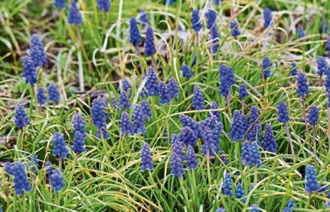 Rudi Thalhäuser hat in Gündelbach Weinbergs-Traubenhyazinthen entdeckt. Sie sind in Deutschland besonders geschützt und gefährdet. Im Schwabenland heißen die blauen Blümchen auch Bauernbübchen, also Baurabüble halt.