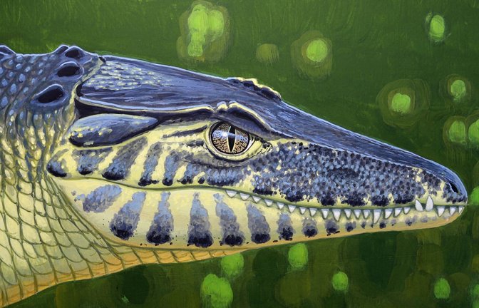 So könnte das landlebende Krokodil Doratodon carcharidens vor 85 Millionen Jahren ausgesehen haben. Anders als zuvor gedacht kam es jedoch nicht aus Gondwana.<span class='image-autor'>Foto: © Márton Zsoldos</span>