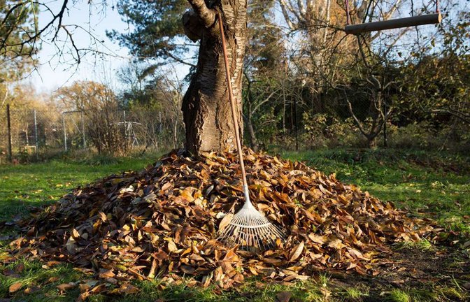 Laubhaufen sind nicht nur Abfall: Heruntergefallenes Laub bietet Igeln und anderen kleinen Säugetieren sowie Insekten, Reptilien und Amphibien einen Unterschlupf für Herbst und Winter.<span class='image-autor'>Foto: Florian Schuh/dpa</span>