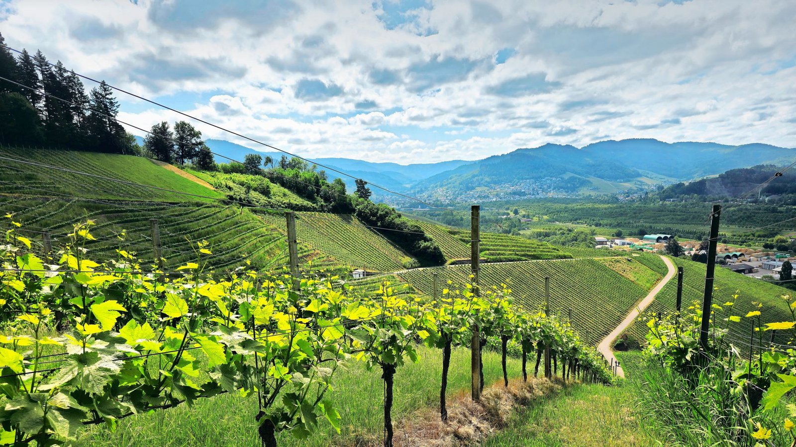 Blick über die Weinberge ins Achertal.Foto: Dieter Buck/Dieter Buck