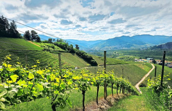 Blick über die Weinberge ins Achertal.<span class='image-autor'>Foto: Dieter Buck/Dieter Buck</span>