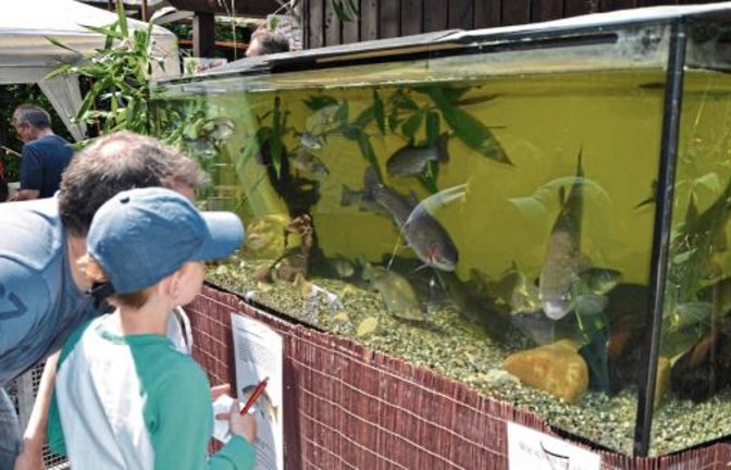 Das Schauaquarium bot viele Informationen zu heimischen Fischarten.  Foto: p