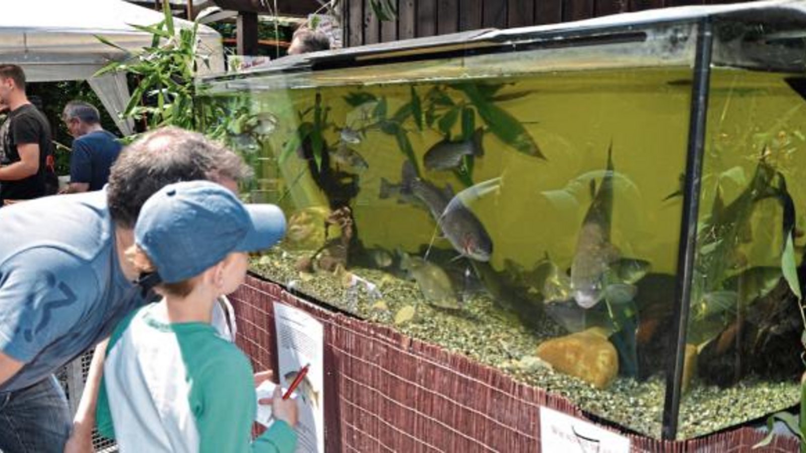 Das Schauaquarium bot viele Informationen zu heimischen Fischarten. Foto: p Das Schauaquarium bot viele Informationen zu heimischen Fischarten. Foto: p