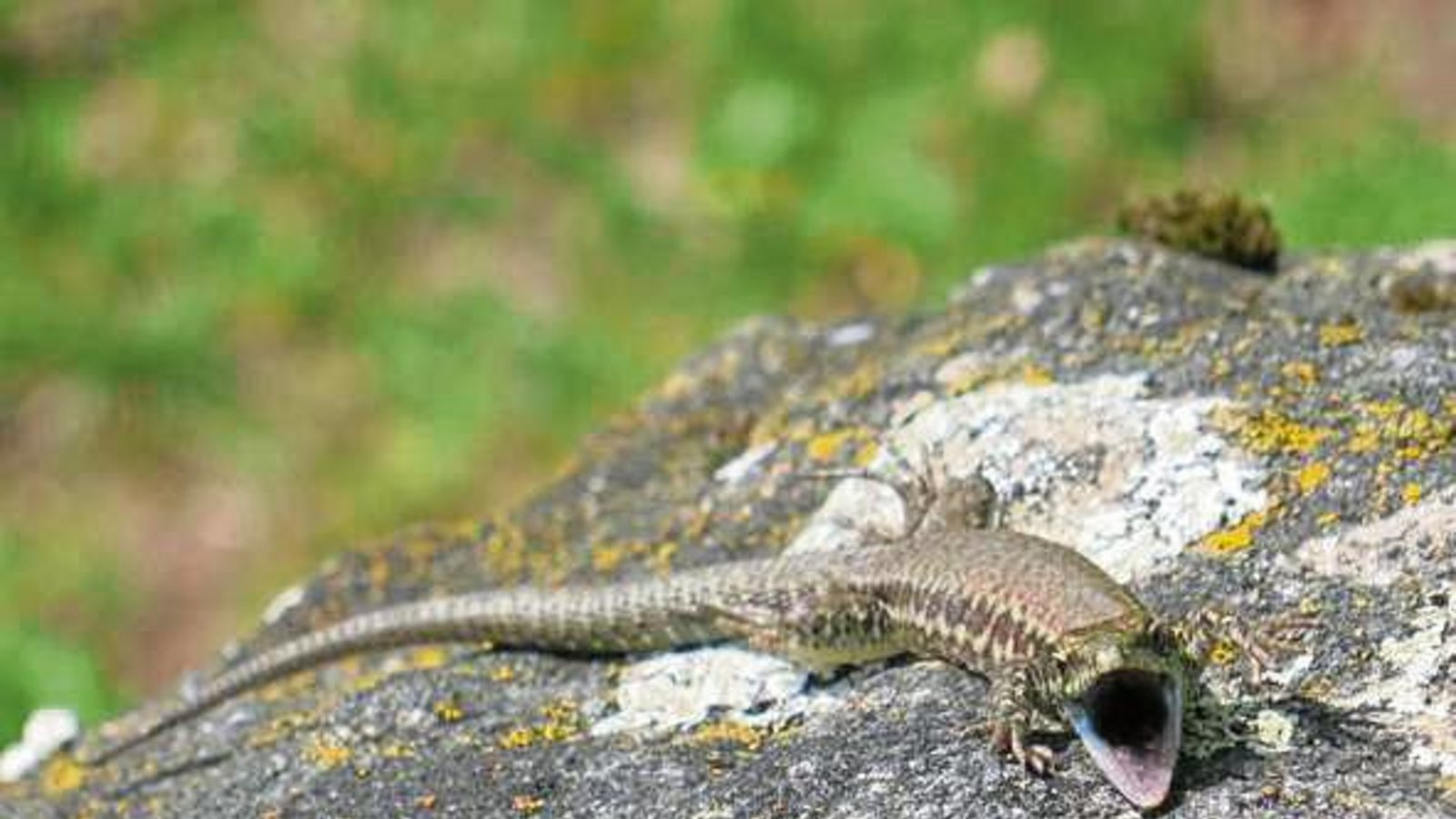 Der „Minidrache“ vom Ensinger Friedhof. Foto: Hilgers