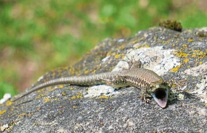 Der „Minidrache“ vom Ensinger Friedhof. Foto: Hilgers