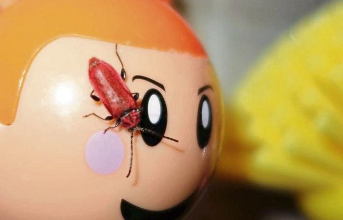 Noch immer schlüpft die Bockkäferinvasion aus dem Brennholz.  Foto: Rücker