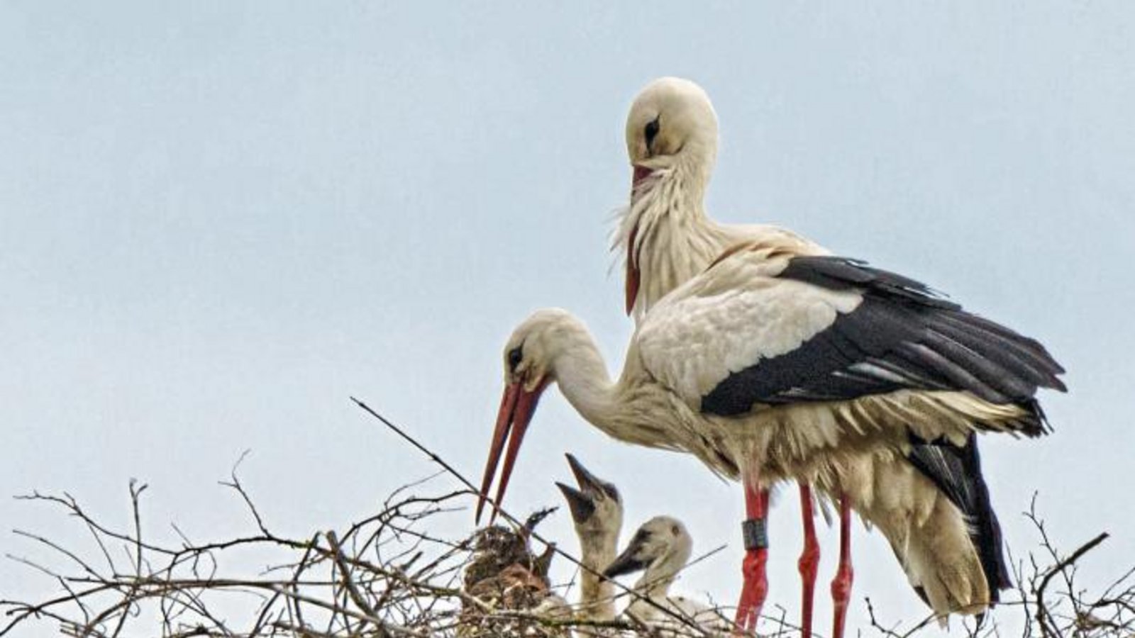 Die Klapperstörche haben sich selbst Nachwuchs ins Nest gelegt: Bei den Horrheimer Adebaren sind vor gut drei Wochen mindestens drei Jungvögel geschlüpft, berichtet Lothar Grau für die Nabu-Ortsgruppe Vaihingen. Ende Mai sollen die Kleinen mit Unterstützung der Vaihinger Feuerwehr beringt werden. Foto: Schober/Nabu Die Klapperstörche haben sich selbst Nachwuchs ins Nest gelegt: Bei den Horrheimer Adebaren sind vor gut drei Wochen mindestens drei Jungvögel geschlüpft, berichtet Lothar Grau für die Nabu-Ortsgruppe Vaihingen. Ende Mai sollen die Kleinen mit Unterstützung der Vaihinger Feuerwehr beringt werden. Foto: Schober/Nabu