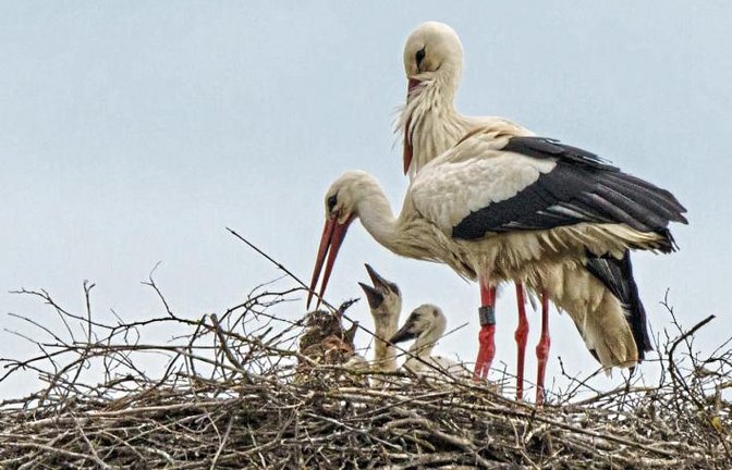 Die Klapperstörche haben sich selbst Nachwuchs ins Nest gelegt: Bei den Horrheimer Adebaren sind vor gut drei Wochen mindestens drei Jungvögel geschlüpft, berichtet Lothar Grau für die Nabu-Ortsgruppe Vaihingen. Ende Mai sollen die Kleinen mit Unterstützung der Vaihinger Feuerwehr beringt werden. Foto: Schober/Nabu