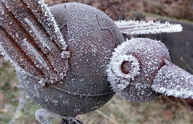 Ein Eisvogel der anderen Art von Clara Spielmann aus Gündelbach.