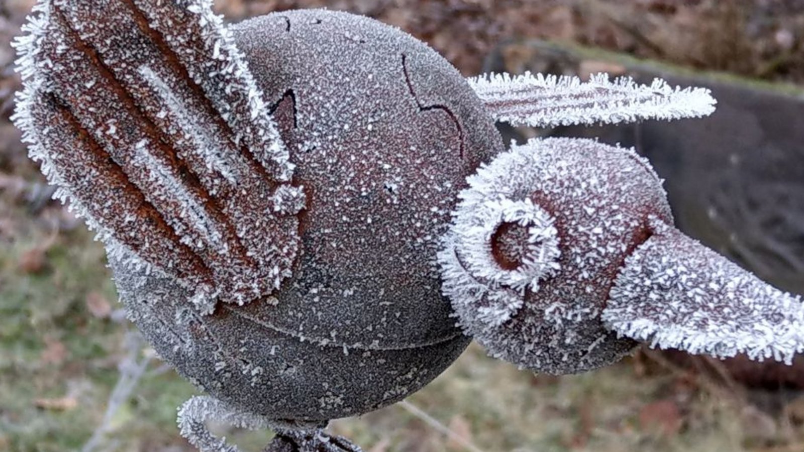 Ein Eisvogel der anderen Art von Clara Spielmann aus Gündelbach.