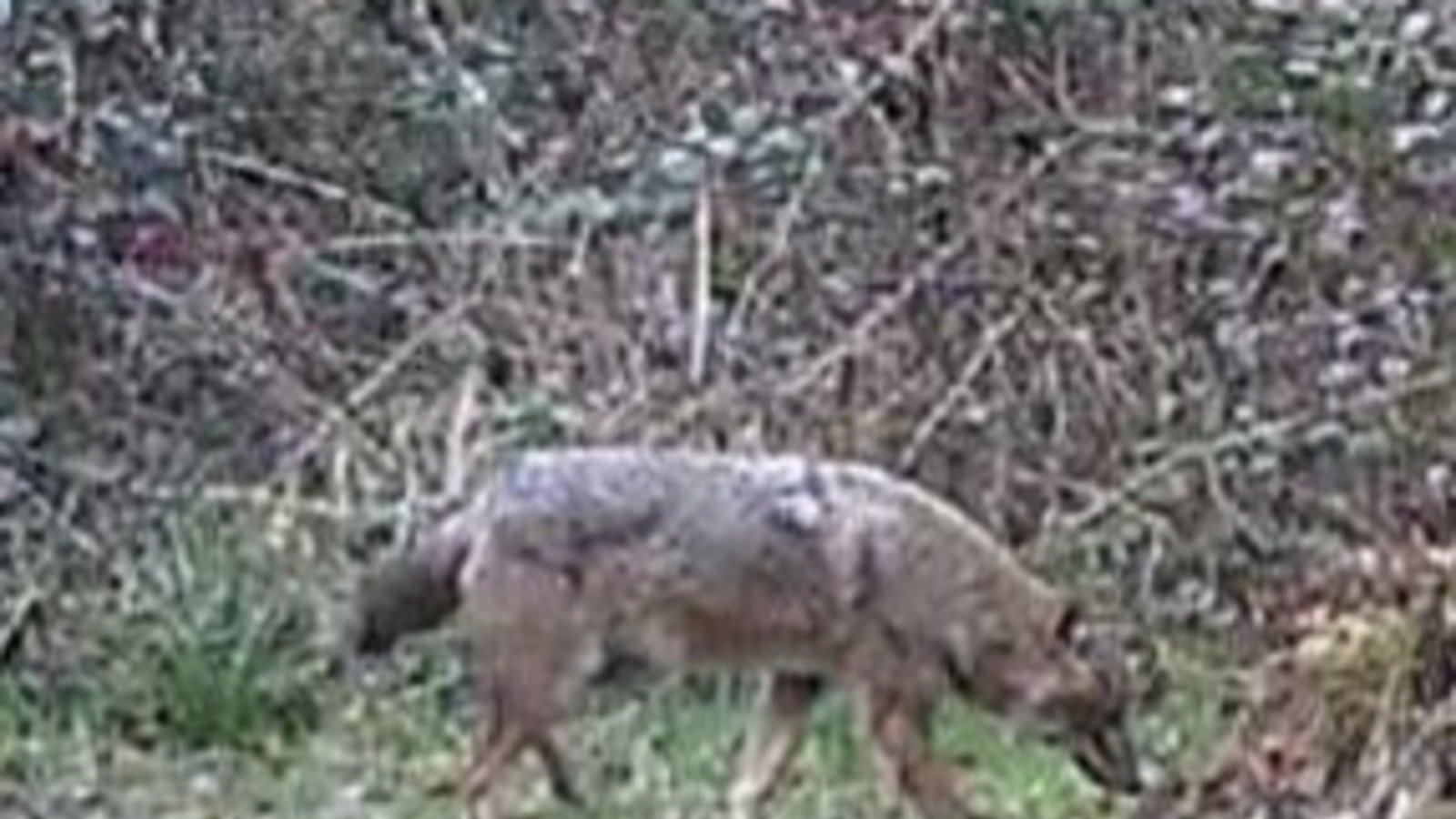 Goldschakal. Foto: Jägerschaft Keltern