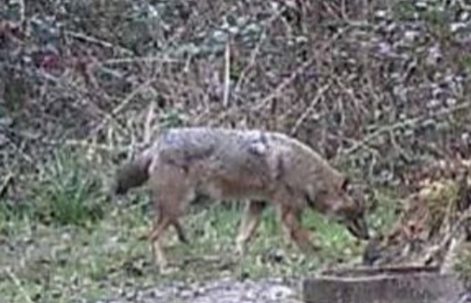 Goldschakal. <span class='image-autor'>Foto: Jägerschaft Keltern</span>