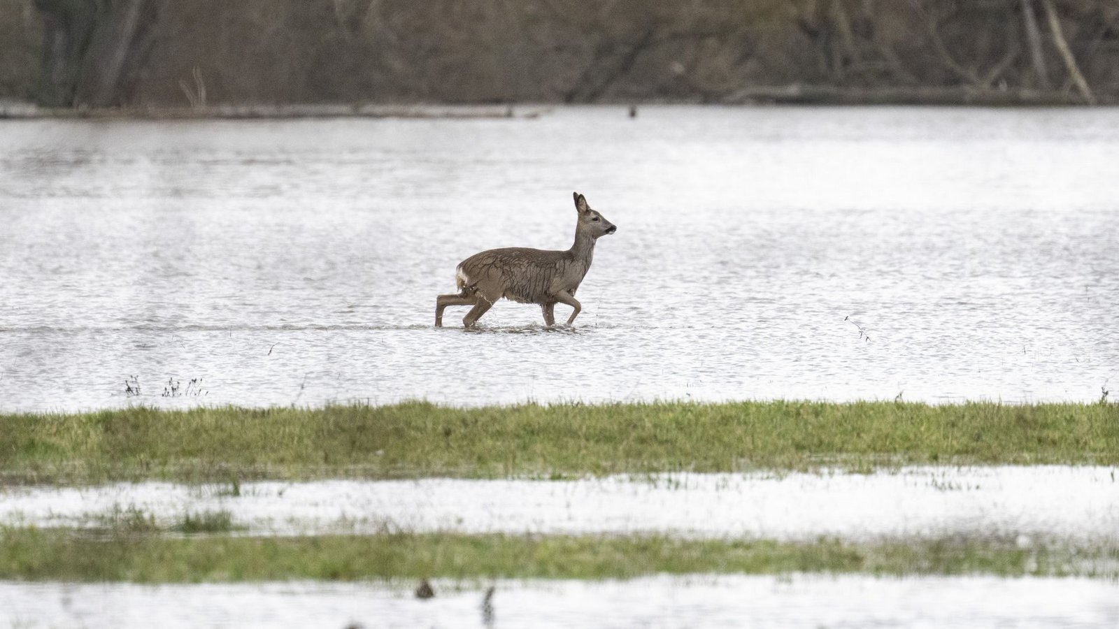 In diesem Jahr gab es schon mehrere schwere Hochwasser in Deutschland.Foto: dpa/Boris Roessler