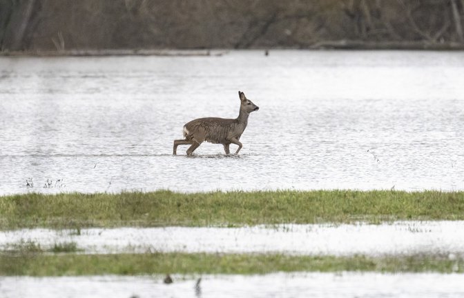 In diesem Jahr gab es schon mehrere schwere Hochwasser in Deutschland.<span class='image-autor'>Foto: dpa/Boris Roessler</span>