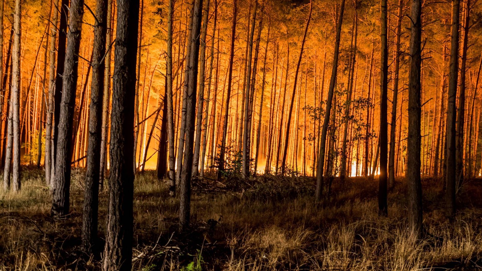 Wenn das Feuer so lodert wie hier in einem Wald in Brandenburg, ist oft nicht mehr viel zu rettenFoto: imago/Marius Schwarz Wenn das Feuer so lodert wie hier in einem Wald in Brandenburg, ist oft nicht mehr viel zu rettenFoto: imago/Marius Schwarz
