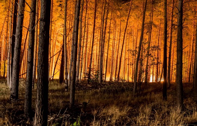 Wenn das Feuer so lodert wie hier in einem Wald in Brandenburg, ist oft nicht mehr viel zu retten<span class='image-autor'>Foto: imago/Marius Schwarz</span>