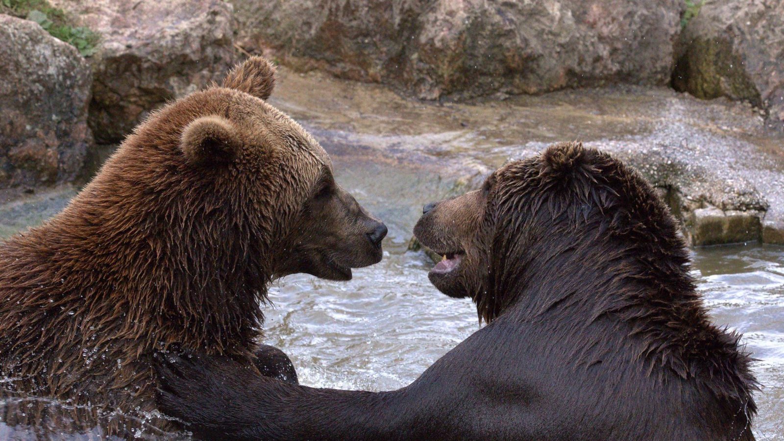 Die Bären wurden von einem Karatekämpfer in Japan in die Flucht geschlagen. (Symbolbild)Foto: IMAGO/Daniel Scharinger/IMAGO/Daniel Scharinger