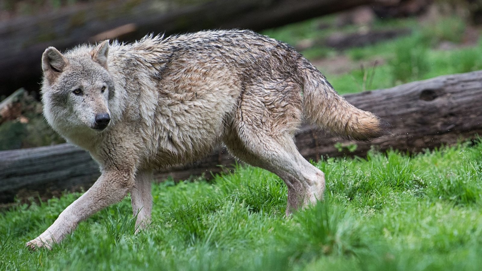 Der Wolf ist zurück in Baden-Württemberg. Wie sollte man sich verhalten, wenn man ihm in der Wildnis begegnet? (Symbolfoto)Foto: dpa/Sebastian Gollnow Der Wolf ist zurück in Baden-Württemberg. Wie sollte man sich verhalten, wenn man ihm in der Wildnis begegnet? (Symbolfoto)Foto: dpa/Sebastian Gollnow