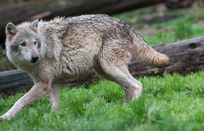 Der Wolf ist zurück in Baden-Württemberg. Wie sollte man sich verhalten, wenn man ihm in der Wildnis begegnet? (Symbolfoto)<span class='image-autor'>Foto: dpa/Sebastian Gollnow</span>