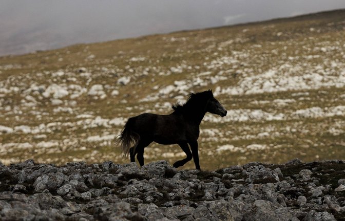 Ohne Besitzer und ohne Schutz: ein verwildertes Pferde am Cincar-Berg in Bosnien-Herzegowina<span class='image-autor'>Foto: imago//Armin Durgut</span>