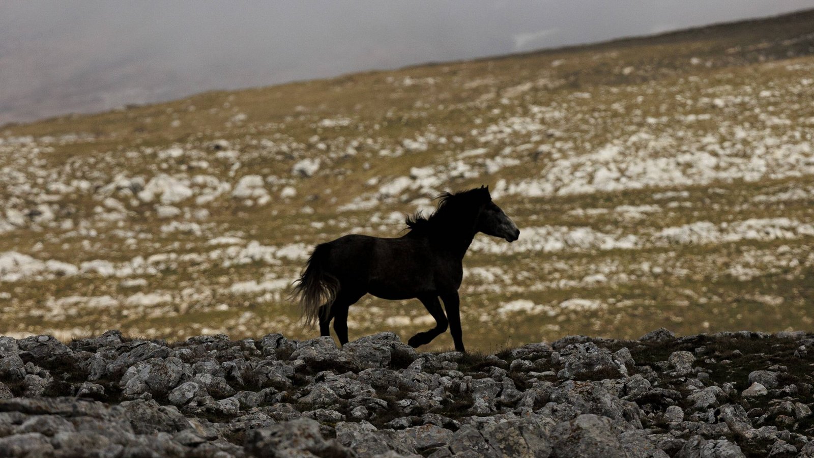 Ohne Besitzer und ohne Schutz: ein verwildertes Pferde am Cincar-Berg in Bosnien-HerzegowinaFoto: imago//Armin Durgut Ohne Besitzer und ohne Schutz: ein verwildertes Pferde am Cincar-Berg in Bosnien-HerzegowinaFoto: imago//Armin Durgut