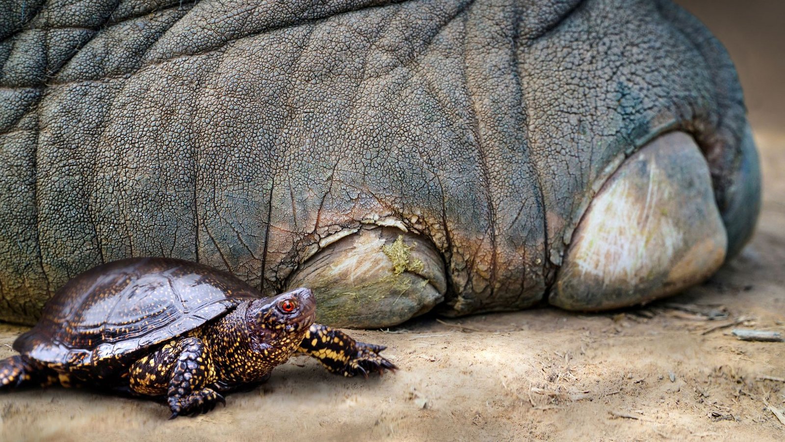 So könnte es vor rund 125.000 Jahren ausgesehen haben: eine Europäische Sumpfschildkröte neben dem Fuß eines Europäischen Waldelefanten.Foto: Nicole Viehofer/ So könnte es vor rund 125.000 Jahren ausgesehen haben: eine Europäische Sumpfschildkröte neben dem Fuß eines Europäischen Waldelefanten.Foto: Nicole Viehofer/