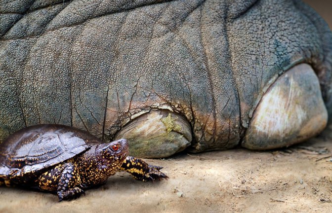 So könnte es vor rund 125.000 Jahren ausgesehen haben: eine Europäische Sumpfschildkröte neben dem Fuß eines Europäischen Waldelefanten.<span class='image-autor'>Foto: Nicole Viehofer/</span>