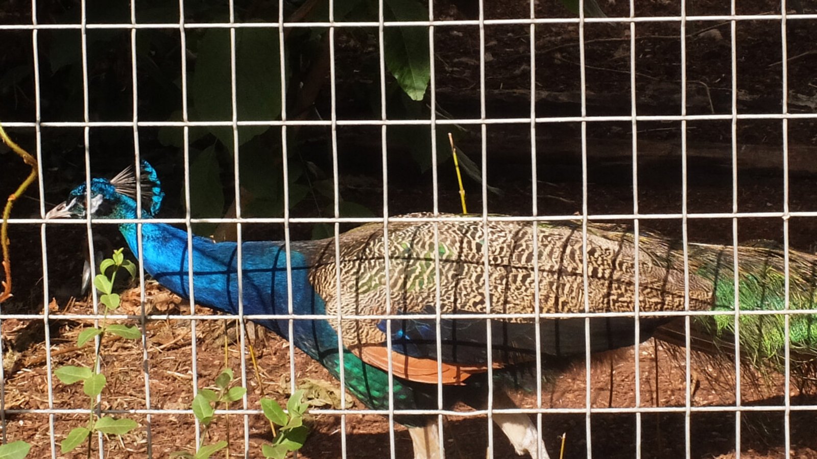 Im Schwingaffenhaus der Wilhelma sind vorübergehend Pfauen – zur Eingewöhnung in den Zoo – zu finden.Foto: Iris Frey Im Schwingaffenhaus der Wilhelma sind vorübergehend Pfauen – zur Eingewöhnung in den Zoo – zu finden.Foto: Iris Frey