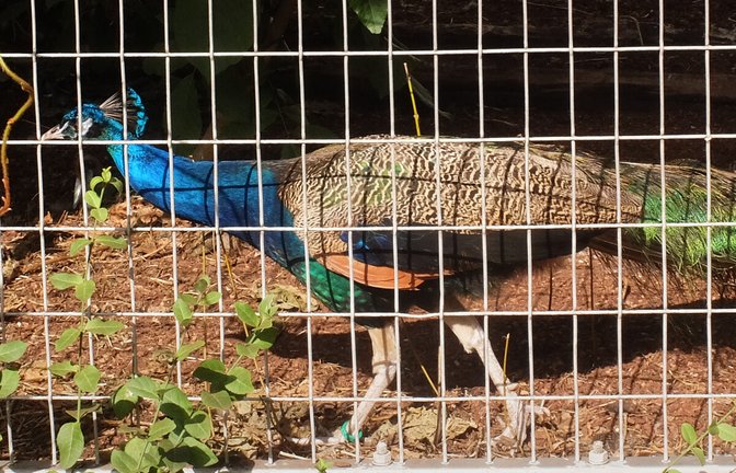 Im Schwingaffenhaus der Wilhelma sind vorübergehend Pfauen – zur Eingewöhnung in den Zoo – zu finden.<span class='image-autor'>Foto: Iris Frey</span>