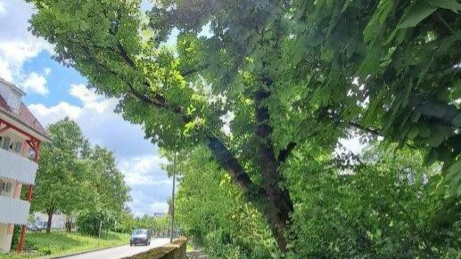 Die Kastanie Im Mühlkanal.  Foto: p