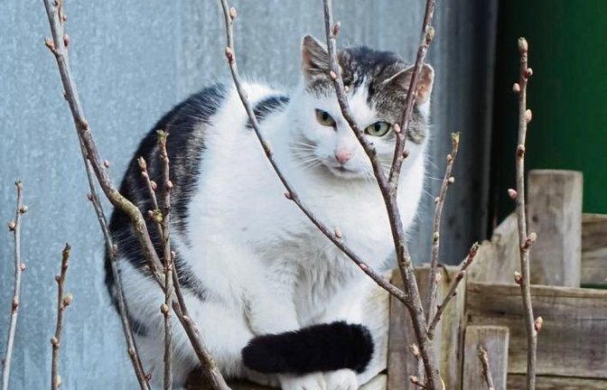 Diese Katze rollt sich den körpereigenen Fußwärmer über die Pfoten. Foto: Rücker