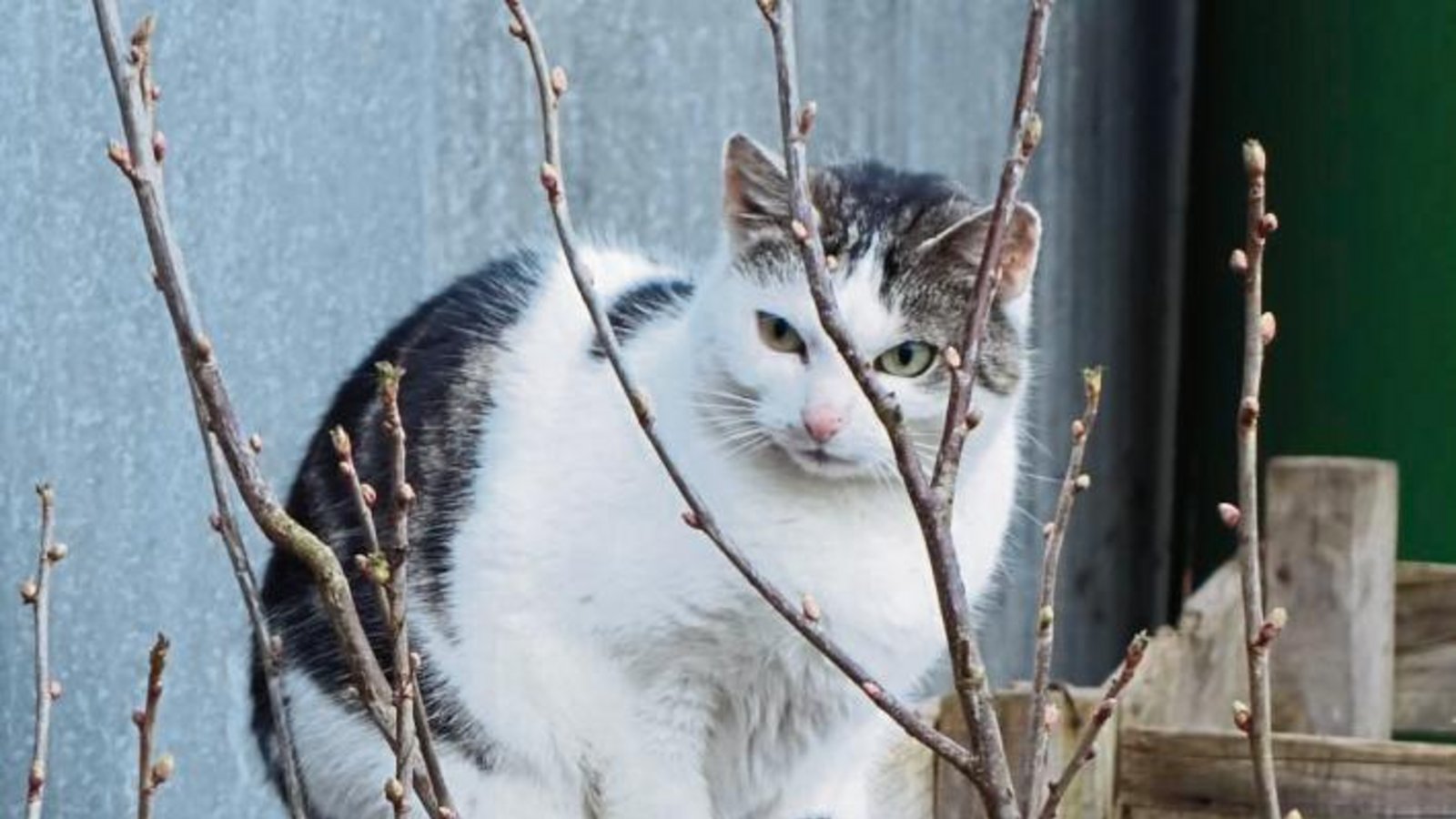 Diese Katze rollt sich den körpereigenen Fußwärmer über die Pfoten. Foto: Rücker