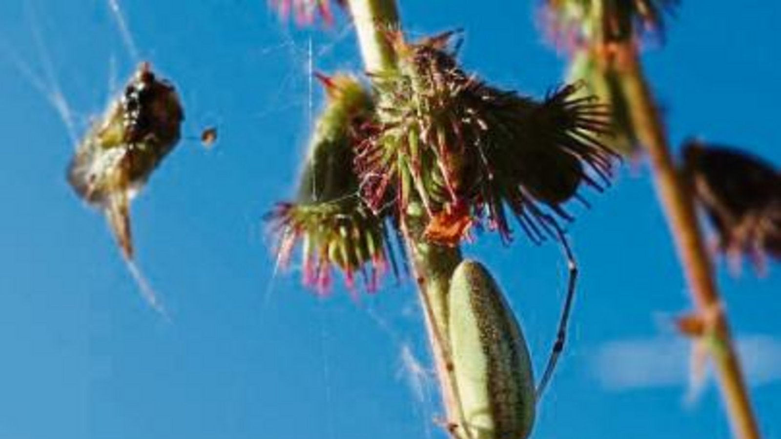 Die Gemeine Streckerspinne sitzt am Stängel (inks), die Herbstspinne im Netz. Fotos: Rücker